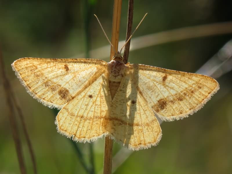Isturgia arenacearia (Denis & Schiffermuller, 1775)